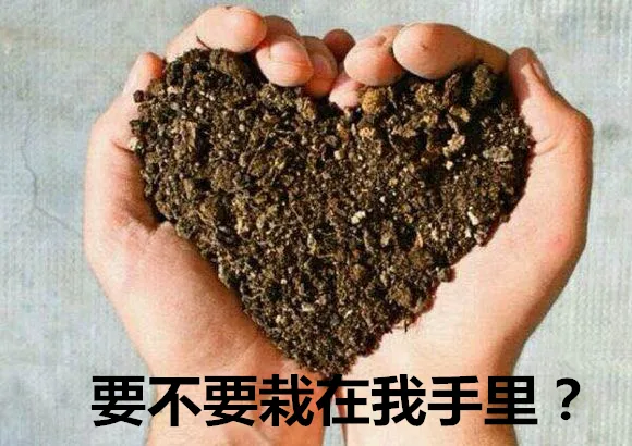 要不要栽在我手里（要不要栽在我手里）