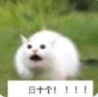 日十个!!!!