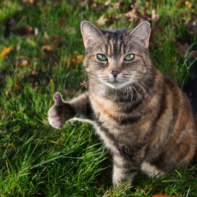 花猫为你竖起大拇指（花猫为你竖起大拇指）