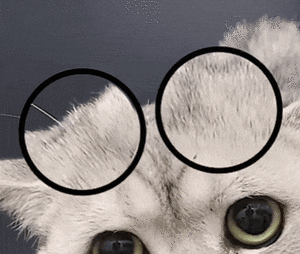 (猫猫瞪大眼睛 GIF 动图)（(猫猫瞪大眼睛 GIF 动图)）
