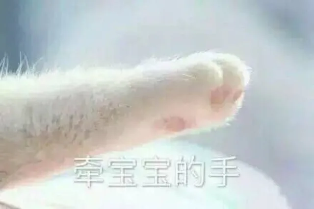 猫爪牵手表情包_猫爪_牵手_撩妹撩汉表情包