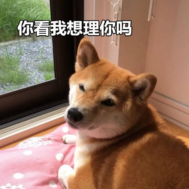 你看我想理你吗