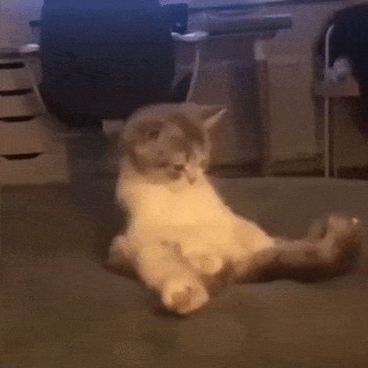猫猫动图表情包（猫猫动图表情包）
