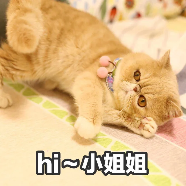 hi 小姐姐
