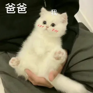 爸爸