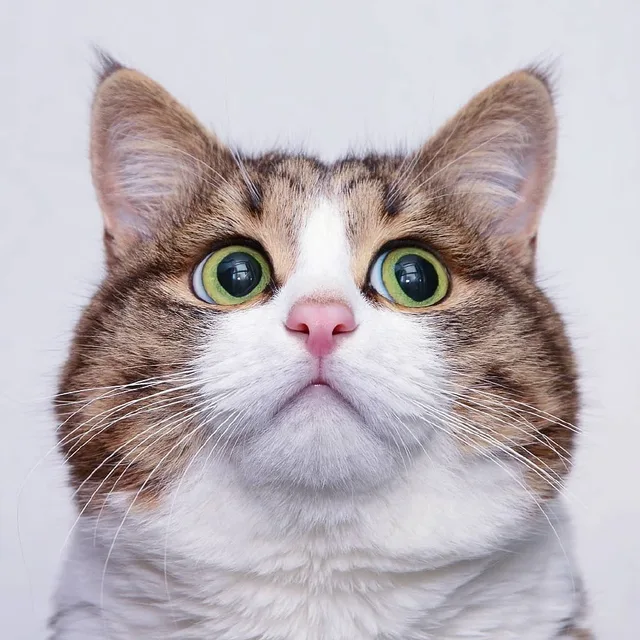 高清猫咪头像