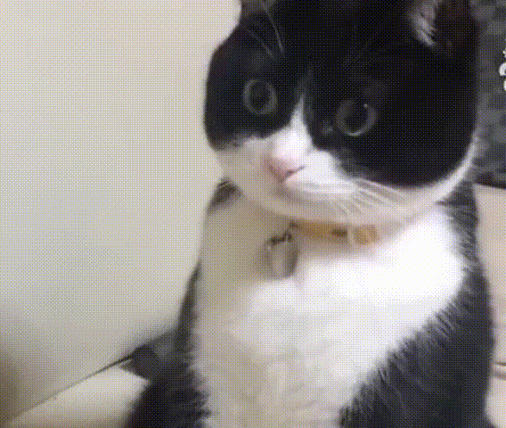 猫猫表情包（猫猫表情包）