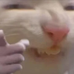 猥琐猫猫指人表情包（猥琐猫猫指人表情包）