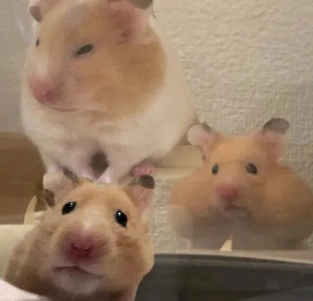 （仓鼠）