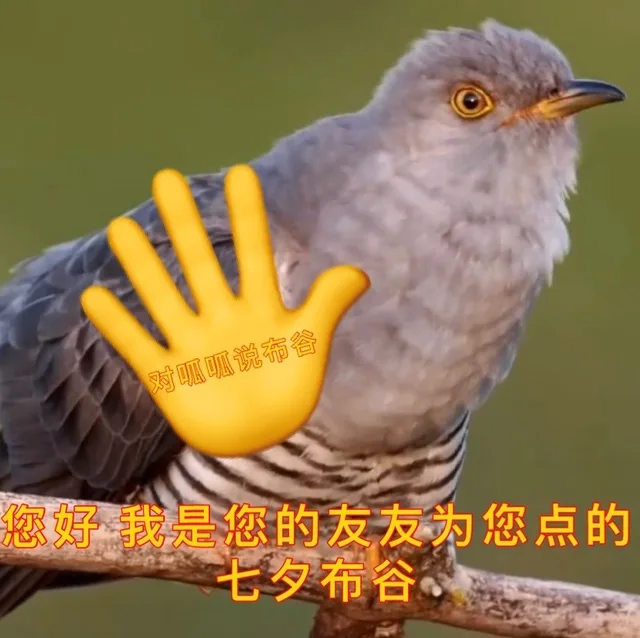 对呱呱说布谷您好我是您的友友为您点的七夕布谷（对呱呱说布谷您好我是您的友友为您点的七夕布谷）