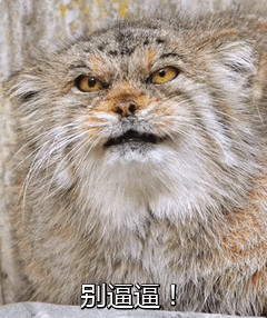 别逼逼！