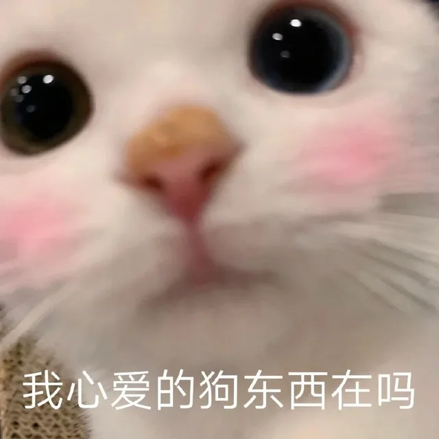 我心爱的狗东西在吗（我心爱的狗东西在吗）