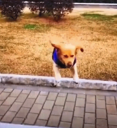 不能承受的生命之痛