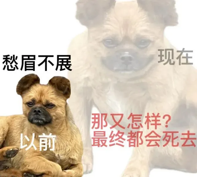 愁眉不展现在那又怎样？以前最终都会死去（愁眉不展现在那又怎样？以前最终都会死去）