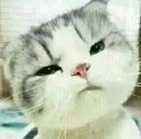 小猫咪歪头杀