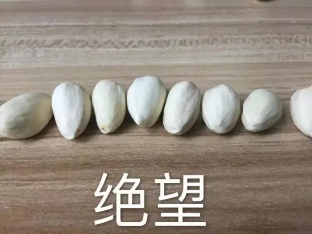 绝望（绝望）
