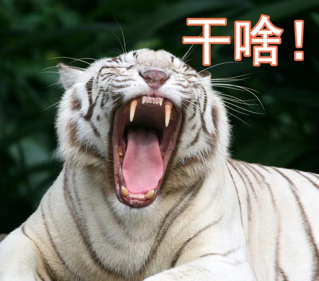干啥！！！