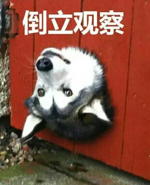 倒立观察
