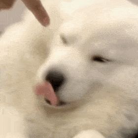 狗勾委屈