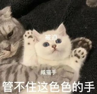 猫猫涩涩