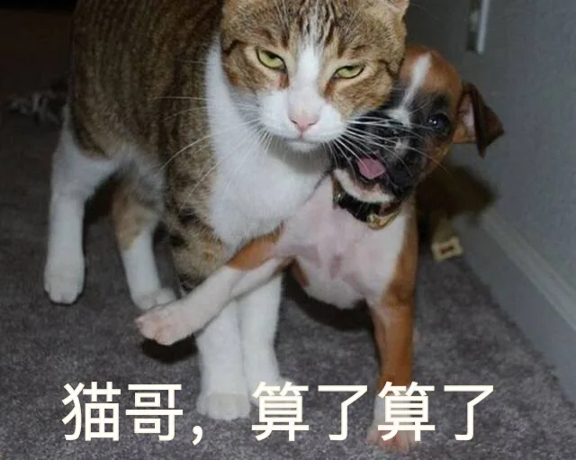 猫哥，算了算了（猫哥，算了算了）