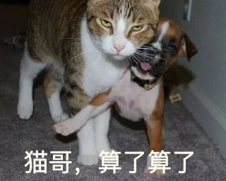 猫哥，算了算了