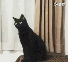 一组沙雕长颈黑猫表情包_长颈猫_黑猫表情包