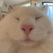 亲亲 猫猫动图表情包（亲亲 猫猫动图表情包）