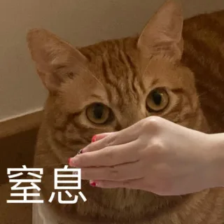 猫猫表情包
