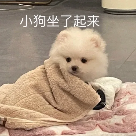 小狗坐了起来（小狗坐了起来）