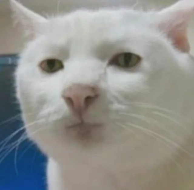 猫猫头表情包