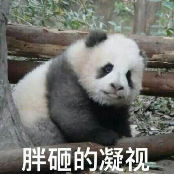 胖砸的凝视