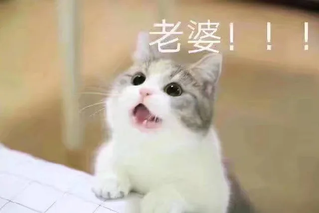 猫咪宠妻表情包系列表情包