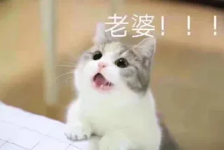 猫咪宠妻表情包系列