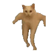 奇怪动物小表情包 猫猫表情包