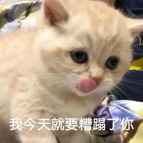我今天就要糟蹋了你（猫咪表情包）（我今天就要糟蹋了你（猫咪表情包））