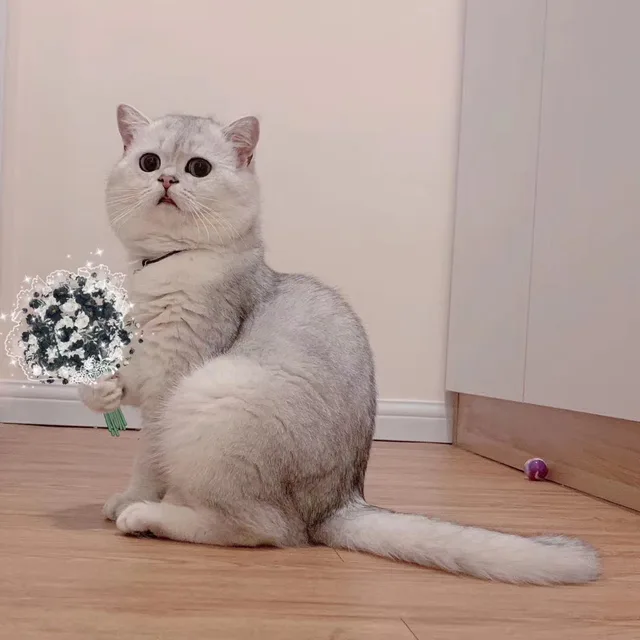 猫咪情头