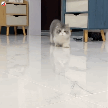 火速赶来（猫咪动态表情包）（火速赶来（猫咪动态表情包））