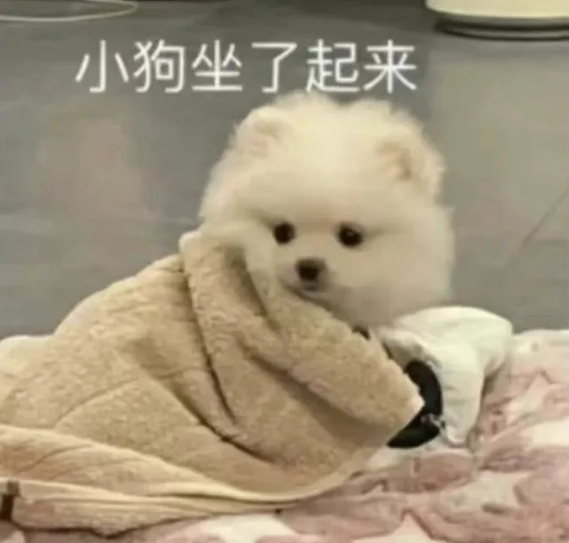 小狗坐了起来（小狗坐了起来）