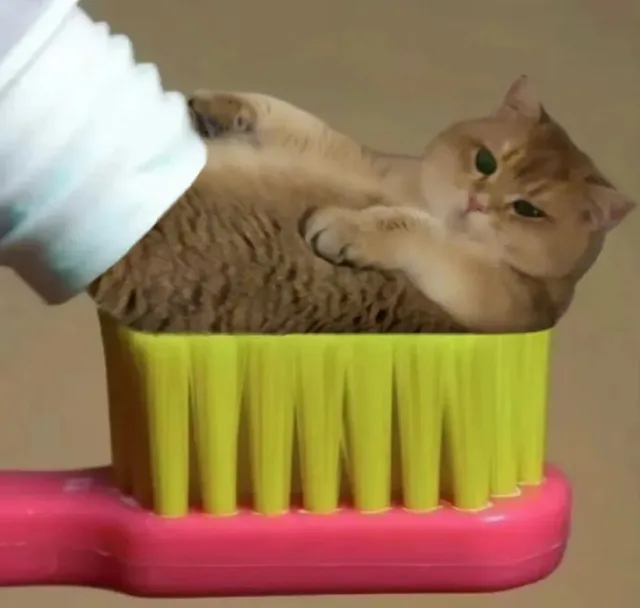 猫咪牙膏表情包（猫咪牙膏表情包）