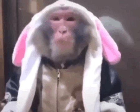 猴猴表情包（猴猴表情包）