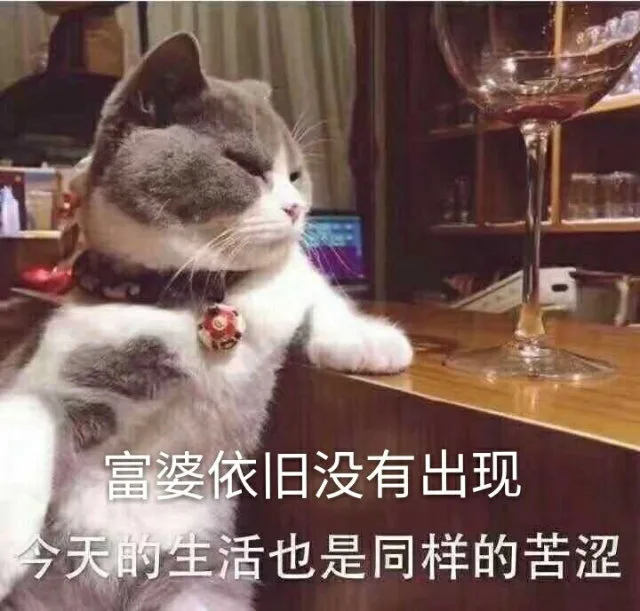 富婆依旧没有出现今天的生活也是同样的苦涩(猫咪表情包)（富婆依旧没有出现今天的生活也是同样的苦涩(猫咪表情包)）