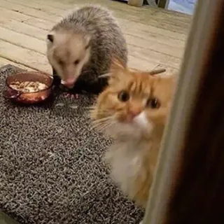 弱小可怜又无助的猫咪