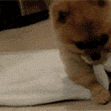 狗狗卷被子 GIF 动图（狗狗卷被子 GIF 动图）