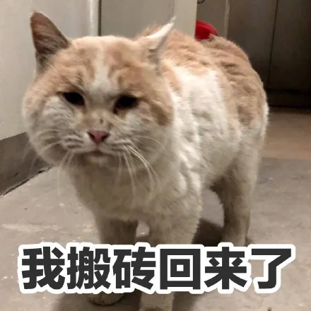 我搬砖回来了