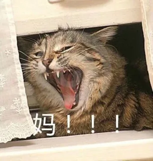 妈！！！（喵星人）