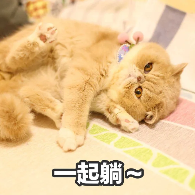 一起躺~（一起躺~）