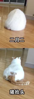 二月二，猪抬头