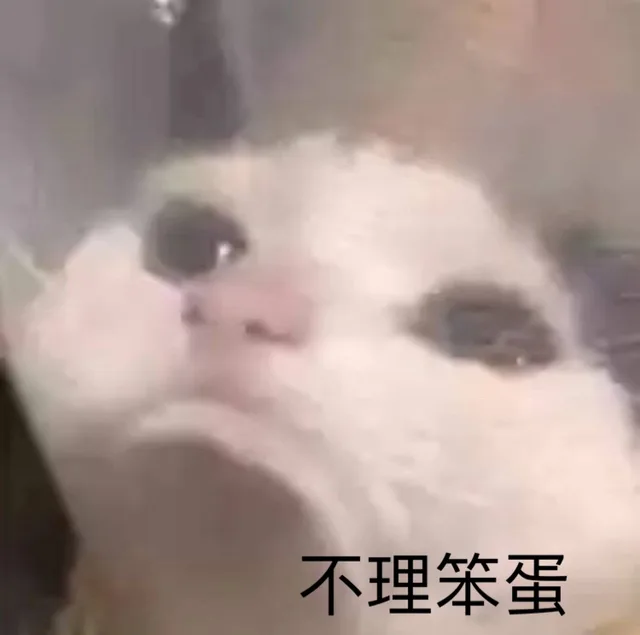 不理笨蛋