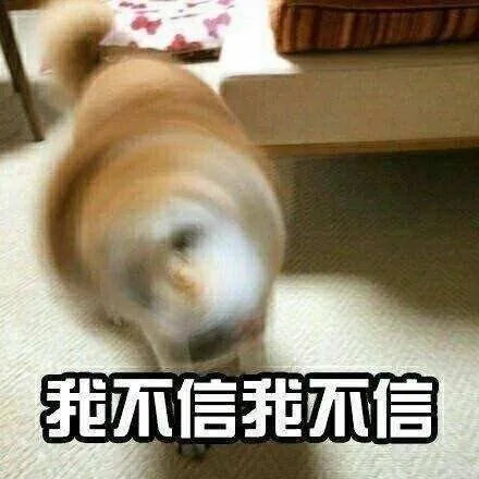 我不信我不信 狗子摇头（我不信我不信 狗子摇头）